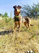 HÄNSEL, Hund, Mischlingshund in Bulgarien - Bild 6