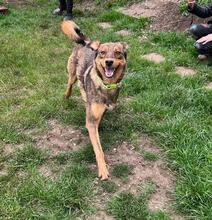 HÄNSEL, Hund, Mischlingshund in Böhl-Iggelheim - Bild 10