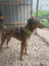 HÄNSEL, Hund, Mischlingshund in Böhl-Iggelheim - Bild 11