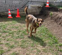 HÄNSEL, Hund, Mischlingshund in Böhl-Iggelheim - Bild 13