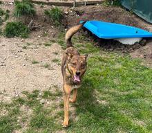 HÄNSEL, Hund, Mischlingshund in Böhl-Iggelheim - Bild 14
