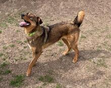 HÄNSEL, Hund, Mischlingshund in Böhl-Iggelheim - Bild 15