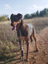 HÄNSEL, Hund, Mischlingshund in Böhl-Iggelheim - Bild 2