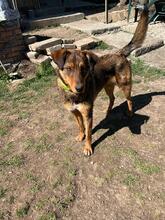 HÄNSEL, Hund, Mischlingshund in Böhl-Iggelheim - Bild 21