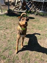 HÄNSEL, Hund, Mischlingshund in Böhl-Iggelheim - Bild 22
