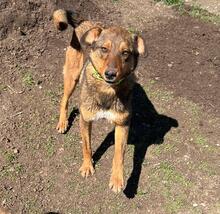 HÄNSEL, Hund, Mischlingshund in Böhl-Iggelheim - Bild 23