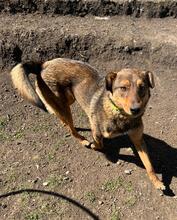 HÄNSEL, Hund, Mischlingshund in Böhl-Iggelheim - Bild 24
