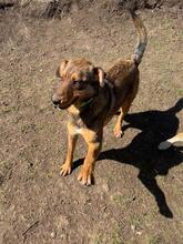 HÄNSEL, Hund, Mischlingshund in Böhl-Iggelheim - Bild 25