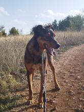 HÄNSEL, Hund, Mischlingshund in Böhl-Iggelheim - Bild 3