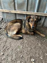 HÄNSEL, Hund, Mischlingshund in Böhl-Iggelheim - Bild 30
