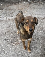 HÄNSEL, Hund, Mischlingshund in Böhl-Iggelheim - Bild 33