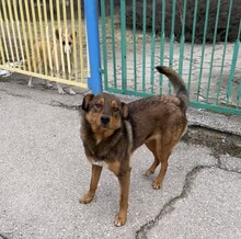 HÄNSEL, Hund, Mischlingshund in Böhl-Iggelheim - Bild 34