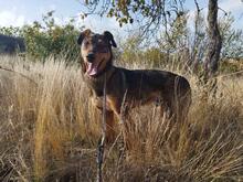 HÄNSEL, Hund, Mischlingshund in Böhl-Iggelheim - Bild 4