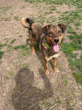 HÄNSEL, Hund, Mischlingshund in Böhl-Iggelheim - Bild 5