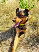HÄNSEL, Hund, Mischlingshund in Böhl-Iggelheim - Bild 7