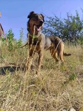 HÄNSEL, Hund, Mischlingshund in Böhl-Iggelheim - Bild 8