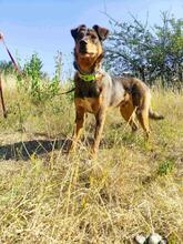 HÄNSEL, Hund, Mischlingshund in Böhl-Iggelheim - Bild 9