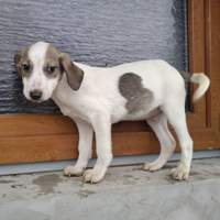 ALONZO, Hund, Mischlingshund in Rumänien