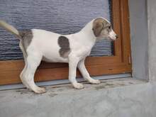 ALONZO, Hund, Mischlingshund in Rumänien - Bild 2