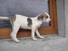 ALONZO, Hund, Mischlingshund in Rumänien - Bild 3