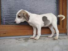 ALONZO, Hund, Mischlingshund in Rumänien - Bild 4