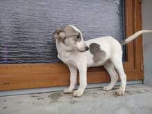 ALONZO, Hund, Mischlingshund in Rumänien - Bild 5