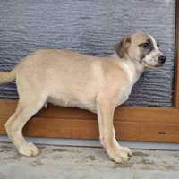 ARICO, Hund, Mischlingshund in Rumänien