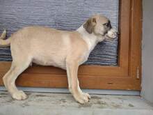 ARICO, Hund, Mischlingshund in Rumänien - Bild 2