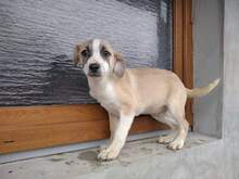 ARICO, Hund, Mischlingshund in Rumänien - Bild 3