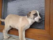 ARICO, Hund, Mischlingshund in Rumänien - Bild 4