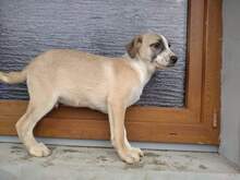 ARICO, Hund, Mischlingshund in Rumänien - Bild 5