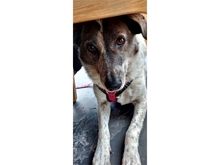 TANINA, Hund, Mischlingshund in Bad Wildbad