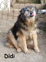 DIDI, Hund, Mischlingshund in Bosnien und Herzegowina - Bild 1