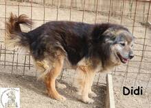 DIDI, Hund, Mischlingshund in Bosnien und Herzegowina - Bild 2