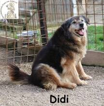 DIDI, Hund, Mischlingshund in Bosnien und Herzegowina - Bild 3