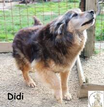 DIDI, Hund, Mischlingshund in Bosnien und Herzegowina - Bild 4