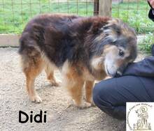 DIDI, Hund, Mischlingshund in Bosnien und Herzegowina - Bild 5
