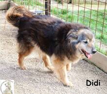 DIDI, Hund, Mischlingshund in Bosnien und Herzegowina - Bild 6