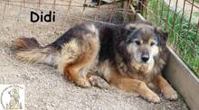 DIDI, Hund, Mischlingshund in Bosnien und Herzegowina - Bild 7