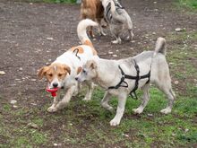 PIKE, Hund, Mischlingshund in Rumänien - Bild 10