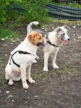 PIKE, Hund, Mischlingshund in Rumänien - Bild 11