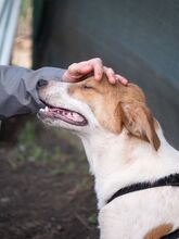PIKE, Hund, Mischlingshund in Rumänien - Bild 12
