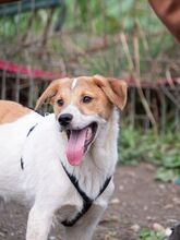 PIKE, Hund, Mischlingshund in Rumänien - Bild 13