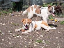 PIKE, Hund, Mischlingshund in Rumänien - Bild 14