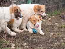 PIKE, Hund, Mischlingshund in Rumänien - Bild 16