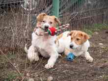 PIKE, Hund, Mischlingshund in Rumänien - Bild 17
