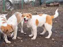 PIKE, Hund, Mischlingshund in Rumänien - Bild 19