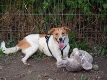 PIKE, Hund, Mischlingshund in Rumänien - Bild 2