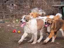 PIKE, Hund, Mischlingshund in Rumänien - Bild 22