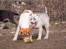 PIKE, Hund, Mischlingshund in Rumänien - Bild 23